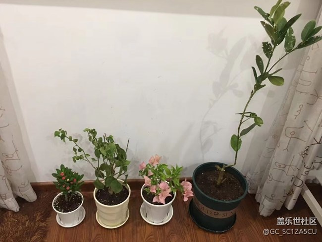 【最美秋色醉人心】種植