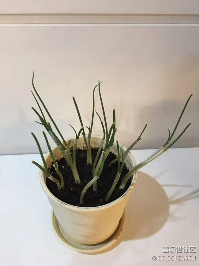 【最美秋色醉人心】種植