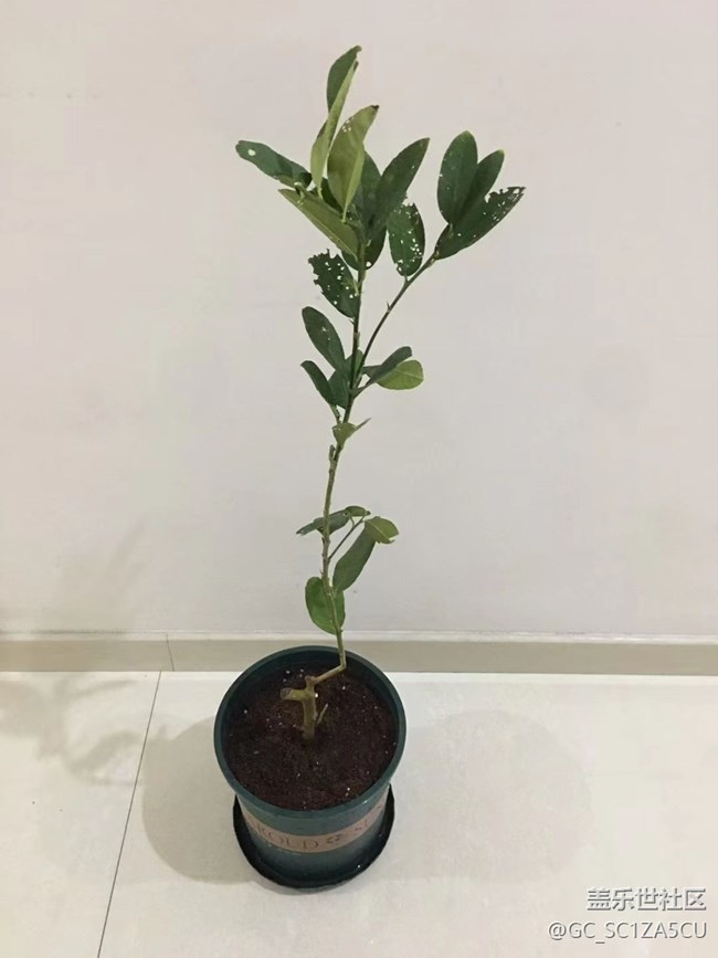 【最美秋色醉人心】種植