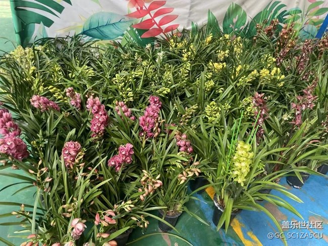 【Galaxy影像】自然的律動(dòng)+ 昆明的浪漫