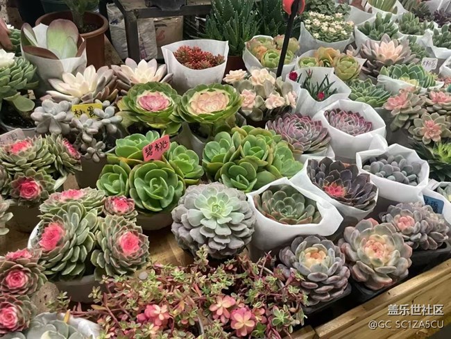 【Galaxy影像】自然的律動(dòng)+ 昆明的浪漫