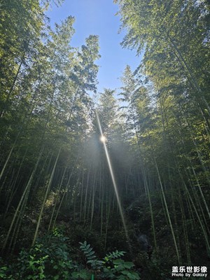 [我眼前的世界]竹林掩映