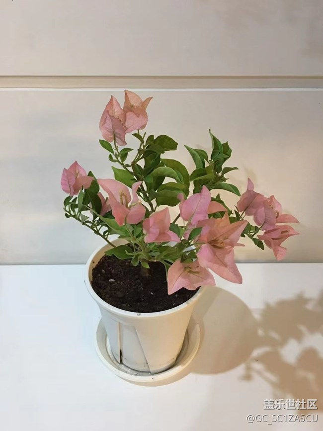 【最美秋色醉人心】種植