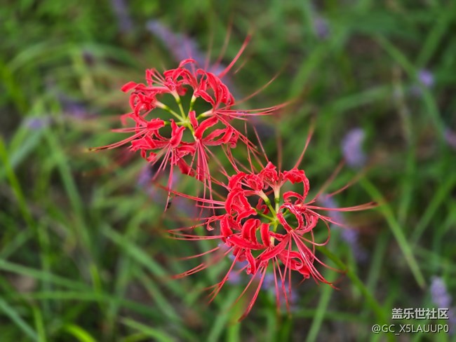#十月中的小美好——彼岸花