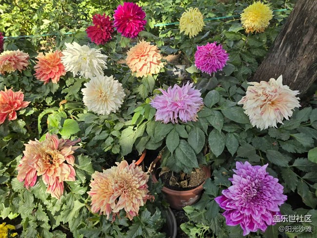 【我和我的祖國(guó)】百花盛開(kāi) 欣欣向榮
