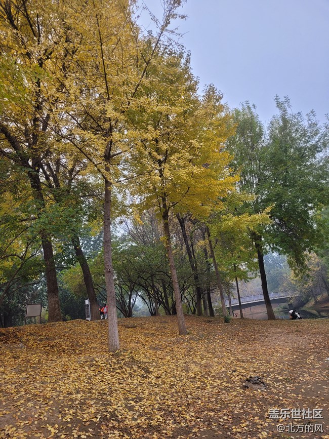 【奧森北園】+用三星手機(jī)留下北國的秋