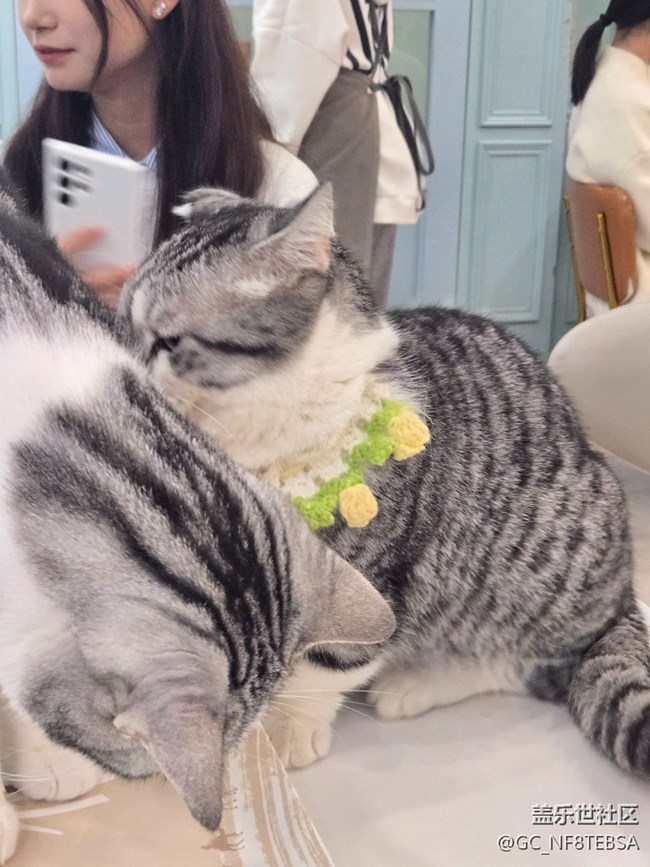 三星星部落貓咖狗咖羊駝擼啊擼