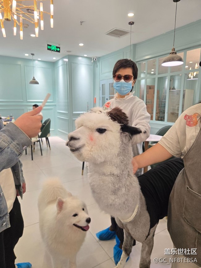 三星星部落貓咖狗咖羊駝擼啊擼