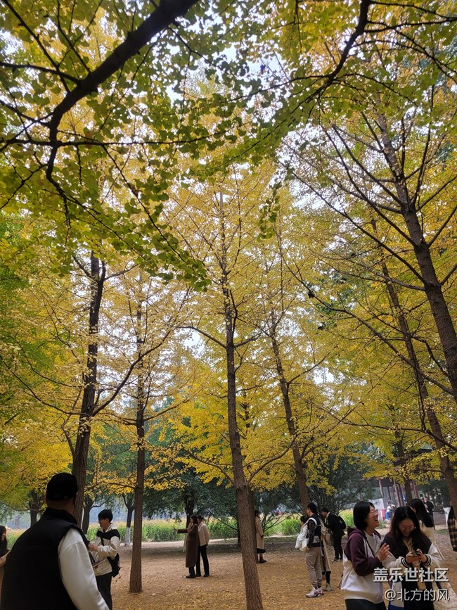 【奧森北園】+用三星手機(jī)留下北國的秋