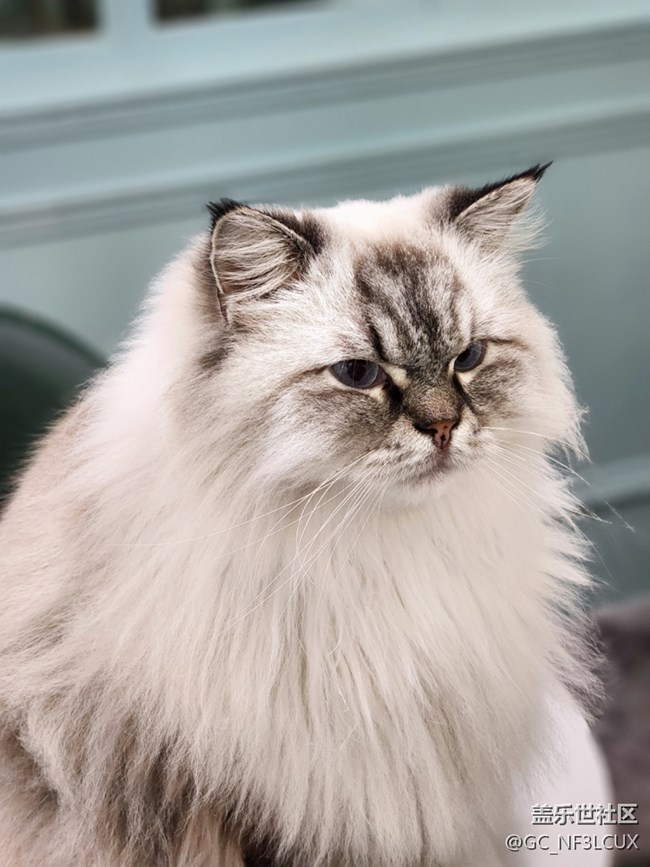 【貓咖狗咖拍了拍】動(dòng)物咖