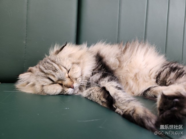 【貓咖狗咖拍了拍】動(dòng)物咖