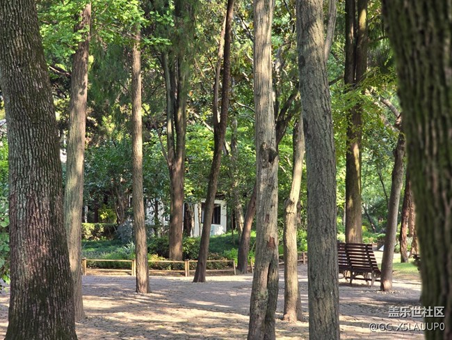 #十月中的小美好——彼岸花