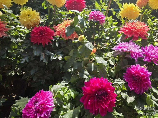 【我和我的祖國(guó)】百花盛開(kāi) 欣欣向榮