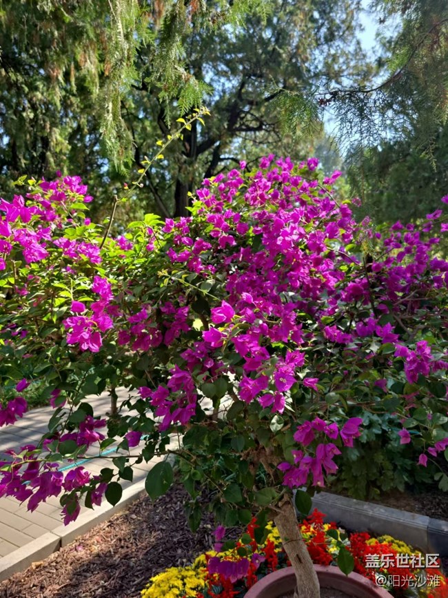 【我和我的祖國(guó)】百花盛開(kāi) 欣欣向榮