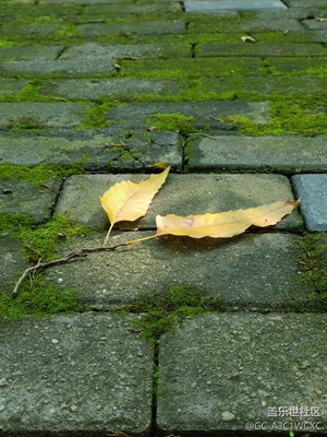 【我眼前的世界】+溫暖的秋日