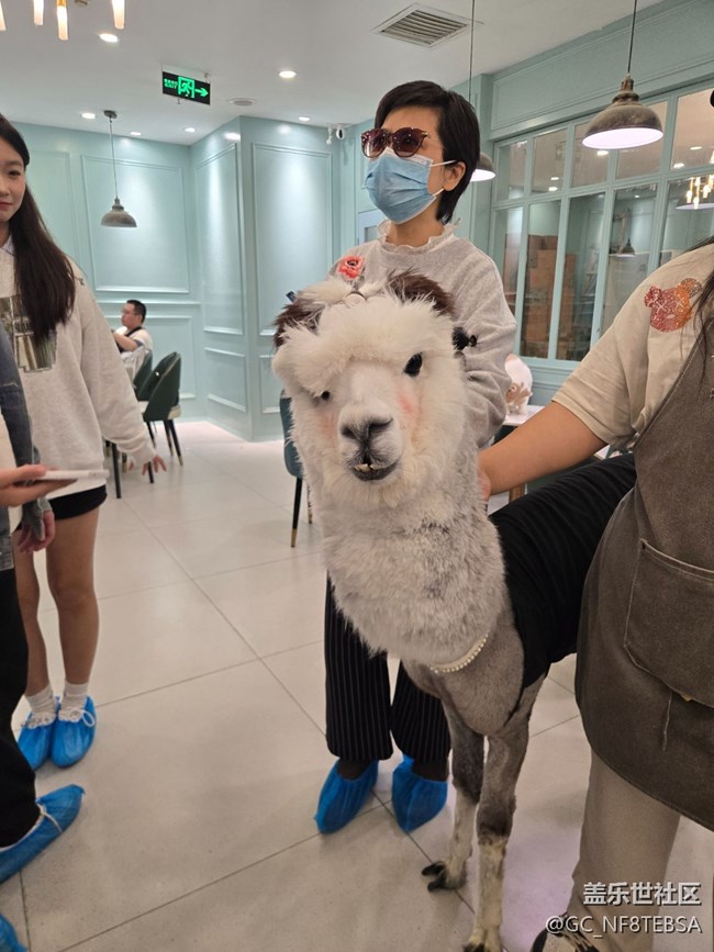 三星星部落貓咖狗咖羊駝擼啊擼