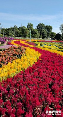 【我眼前的世界】花海徜徉