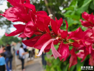 蓮花山，市民中心