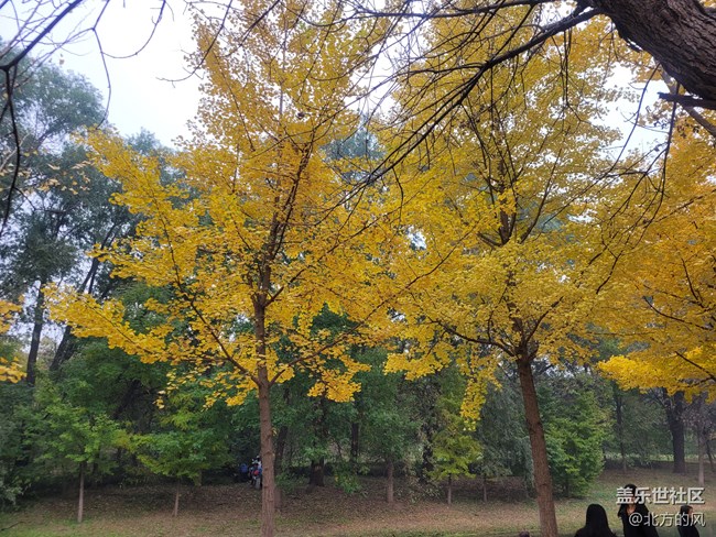 【奧森北園】+用三星手機(jī)留下北國的秋
