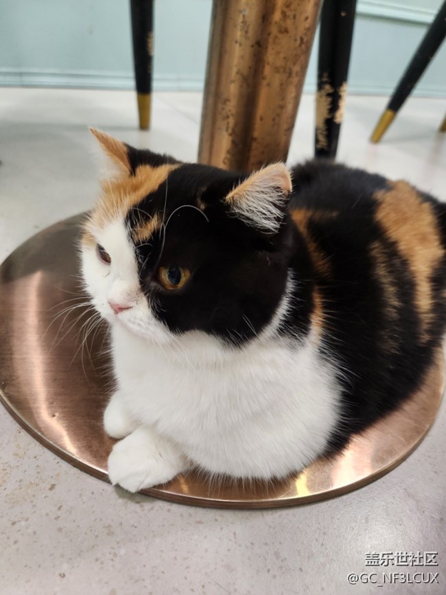 【貓咖狗咖拍了拍】動(dòng)物咖