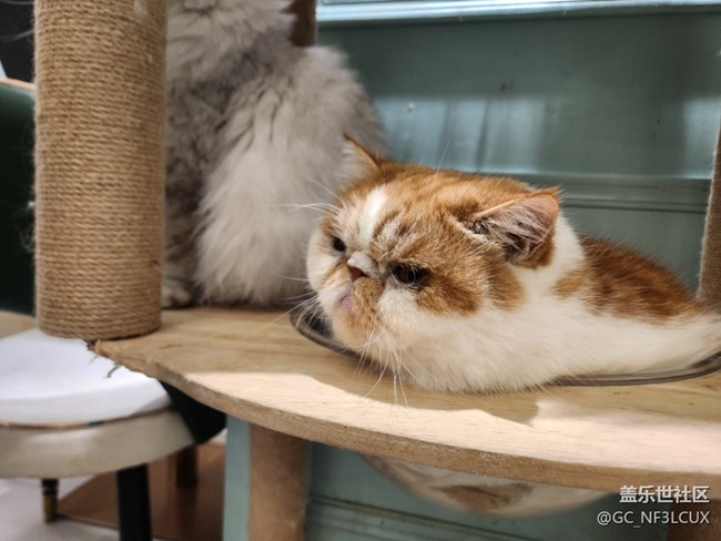 【貓咖狗咖拍了拍】動(dòng)物咖