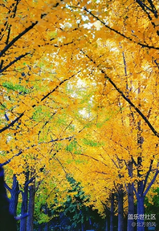 【奧森北園】+用三星手機(jī)留下北國的秋