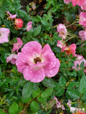 【我眼前的世界】+花花世界