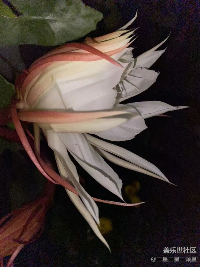 【最美秋色醉人心】曇花