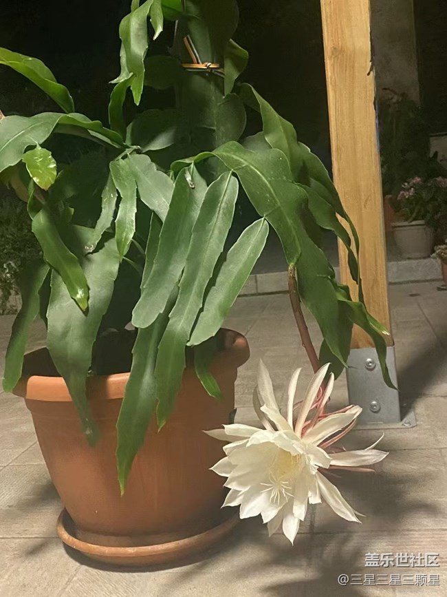 【最美秋色醉人心】曇花