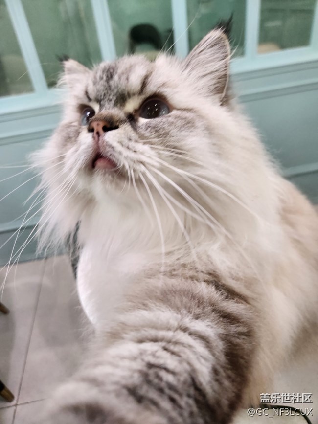 【貓咖狗咖拍了拍】動(dòng)物咖