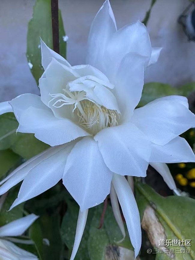 【最美秋色醉人心】曇花