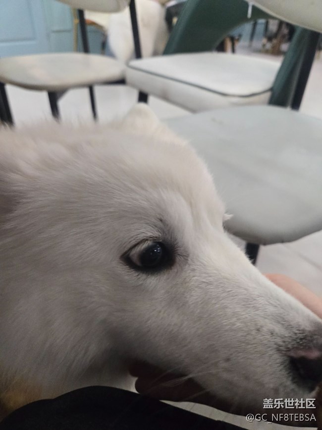 三星星部落貓咖狗咖羊駝擼啊擼