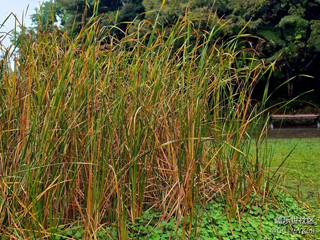 【上海植物園線下攝影活動(dòng)】+植物園里閑逛