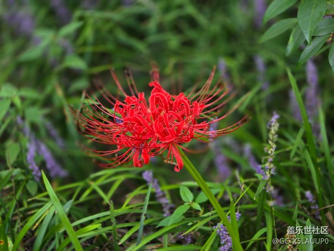 #十月中的小美好——彼岸花
