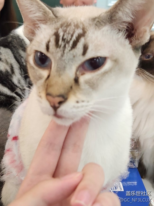 【貓咖狗咖拍了拍】動(dòng)物咖