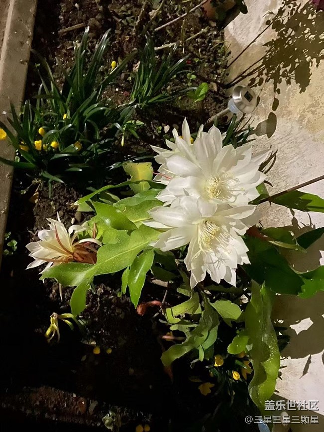 【最美秋色醉人心】曇花