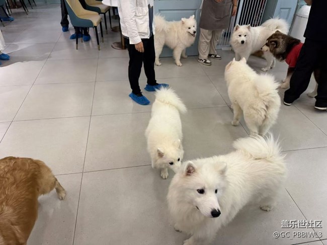 貓咖狗咖拍了拍
