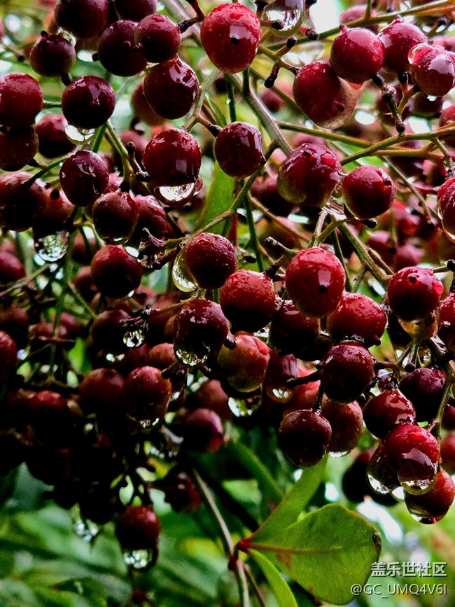 【上海植物園線下攝影活動】+植物園