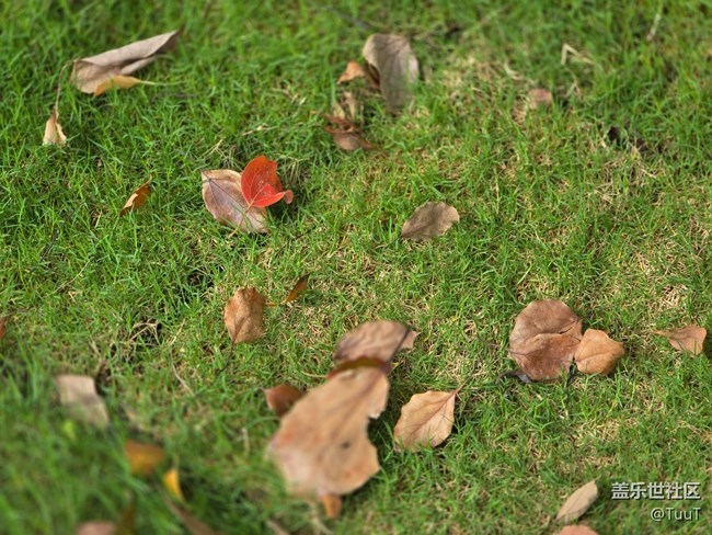 【我和我的祖國】+落葉