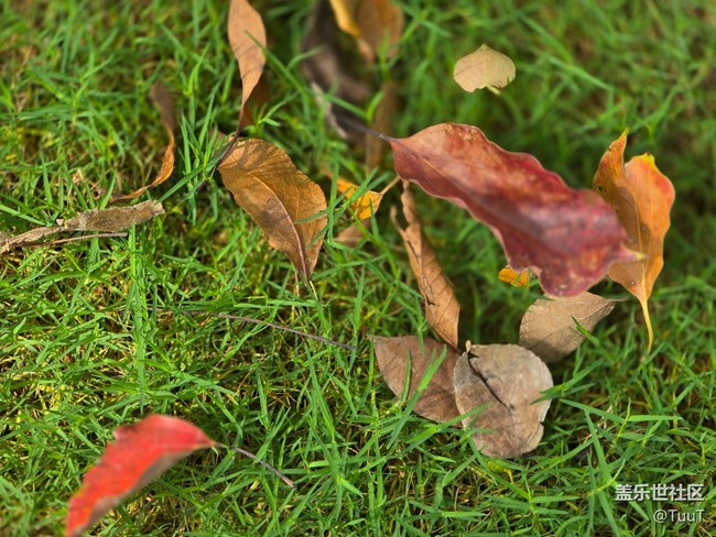 【我和我的祖國】+落葉