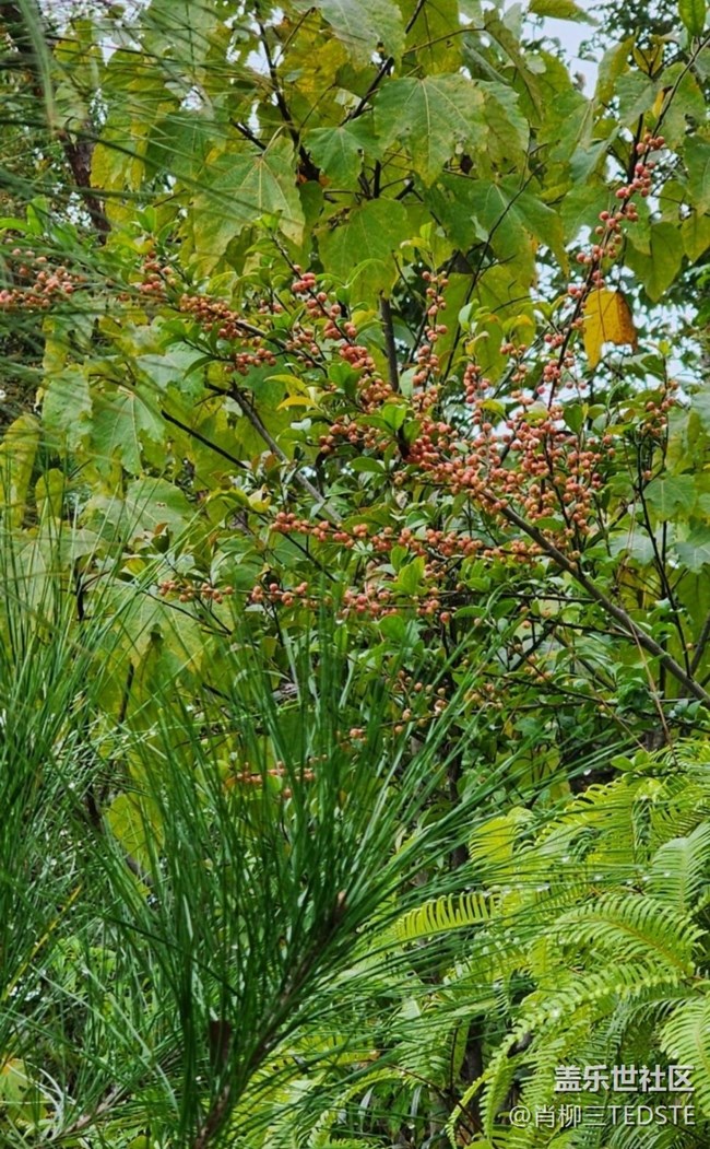 【最美秋色醉人心】秋景