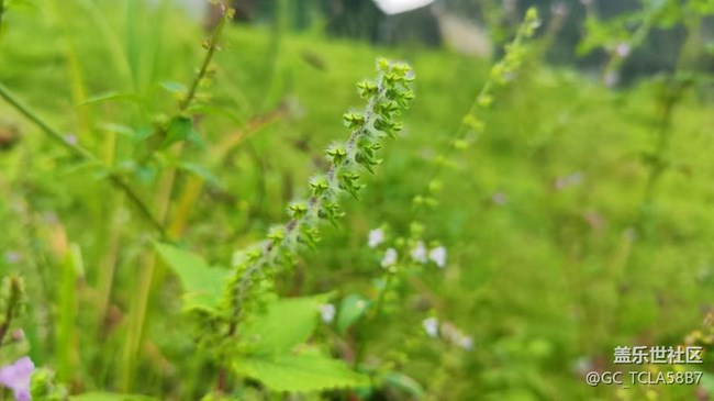 【Galaxy影像】自然的律動+ 記錄秋天