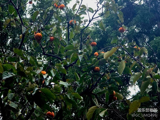 【上海植物園線下攝影活動】+植物園
