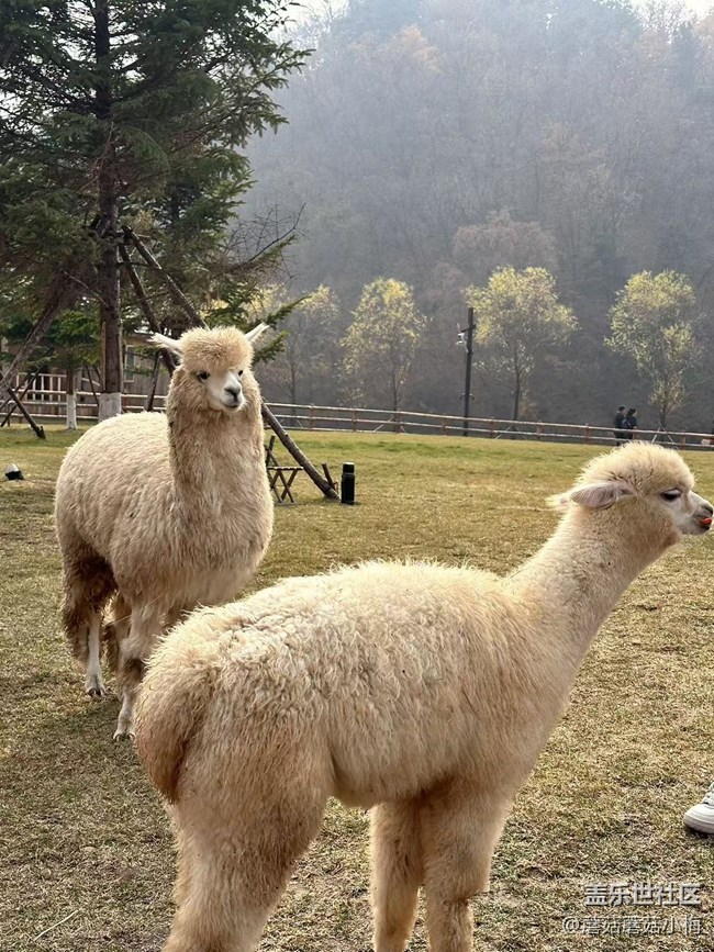 【回顧貼】抓住秋天的小尾巴，東北亞云端草原游