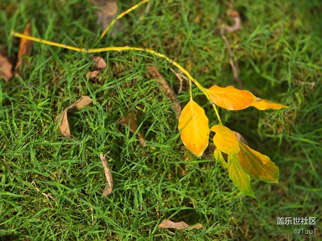 【我和我的祖國】+落葉