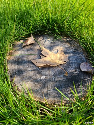 【我眼前的世界】+秋天隨拍