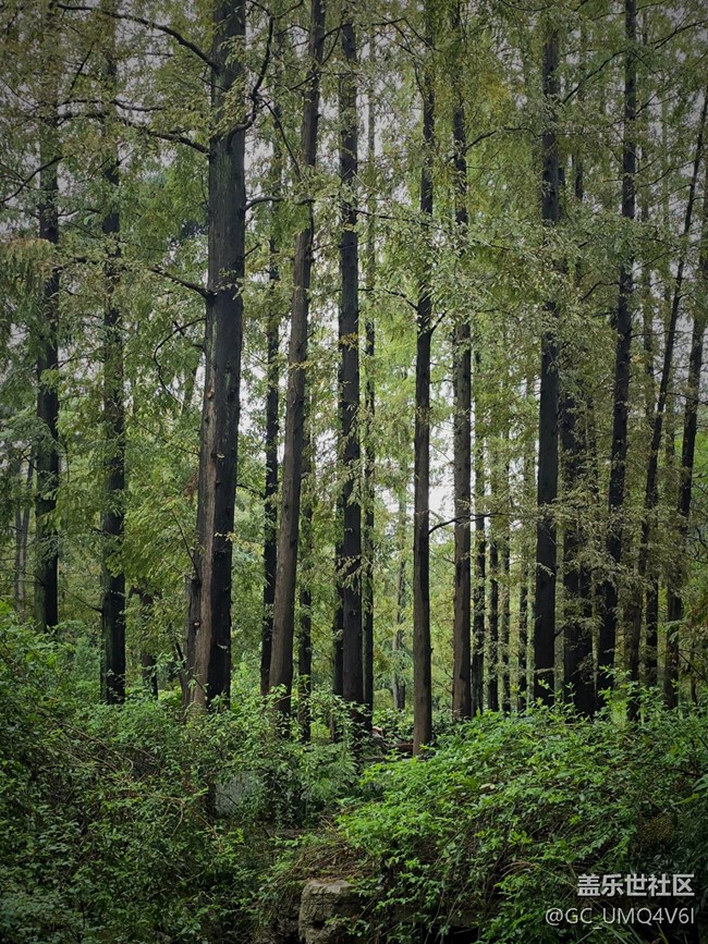 【上海植物園線下攝影活動】+植物園