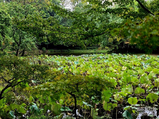 【上海植物園線下攝影活動】+植物園