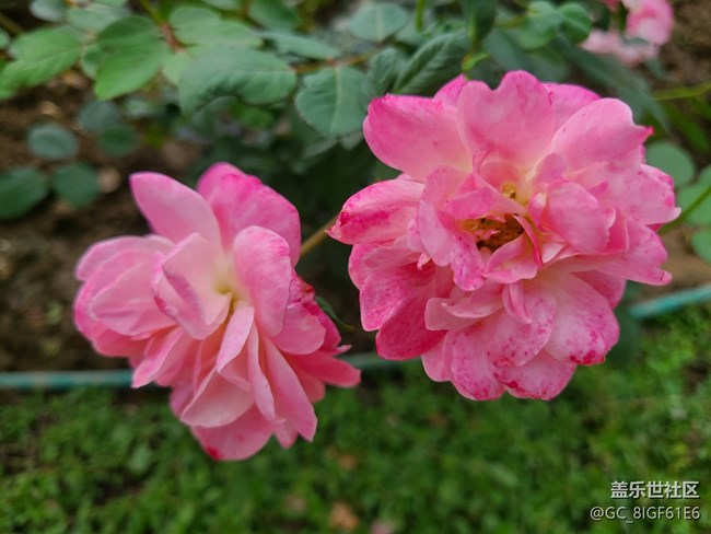 【十月的蜀國(guó)】+金秋十月