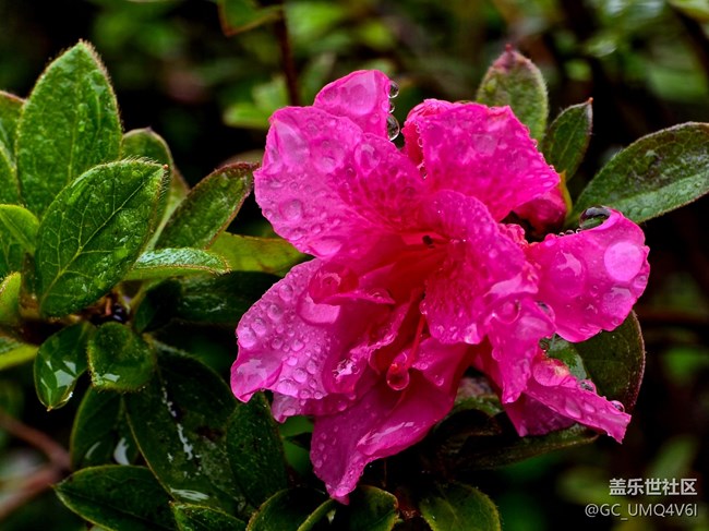 【上海植物園線下攝影活動】+植物園
